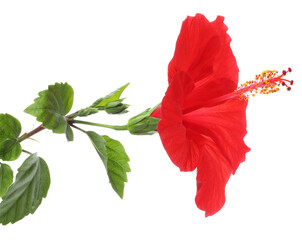 Beautiful red hibiscus flower with green leaves isolated on white