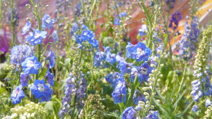lavender flowers in the garden