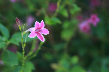 Delicate Petals in Bloom: Captivating close-up of a vibrant, pink flower in full bloom, its...