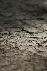 Cracked Earth Surface: Close-up shot reveals intricate network of fissures, representing environmental changes and depicting resilience. 