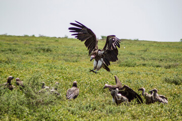 white backed vulture