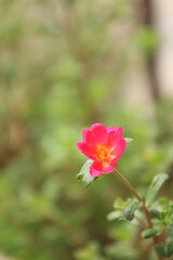 Blossom's Vibrant Dance: A delicate pink flower in full bloom sways gently amidst a blurred background of lush green foliage, symbolizing growth and freshness.