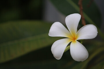 Fototapeta premium White Plumeria Flower Close Up: Delicate white petals with a vibrant yellow center, a single Plumeria flower blossoms in detail.