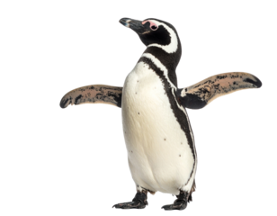 Realistic Magellanic penguin walking, isolated on white.