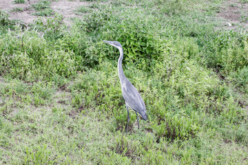 Grey Heron