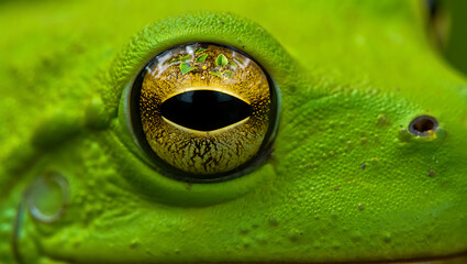Extreme close up of a vibrant green frog s eye reflecting lush foliage