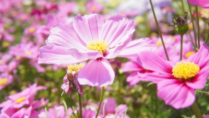 Obraz premium cosmos flowers in the field