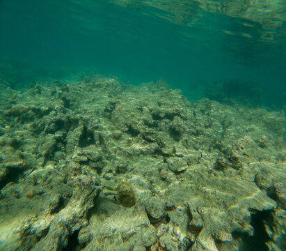 coral reefs that die due to global warming and human fishing activities