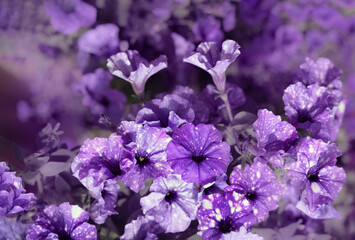 background flowers petunia, purple color, A close up of a purple flower