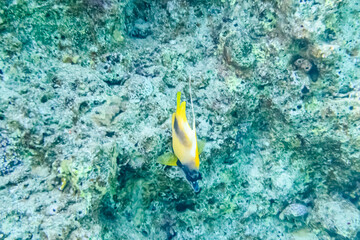 Colonies of the corals and Heniochus fish at coral reef in Red sea