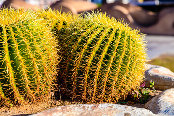 Golden barrel cactuses (echinocactus grusonii) on flower bed in garden