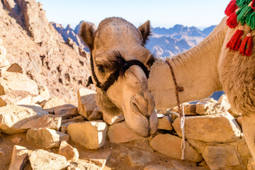 Camel at Sinai mountain at the Sinai peninsula in Egypt
