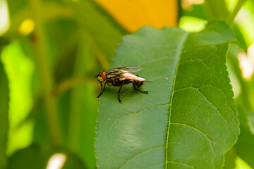 House fly sitting on the green leaf
