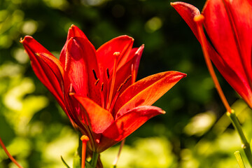 Blooming red lily (lilium) on a flowerbed at summer