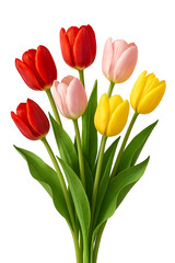 Obraz premium Colorful Tulip Bouquet with Green Leaves on Transparent Background