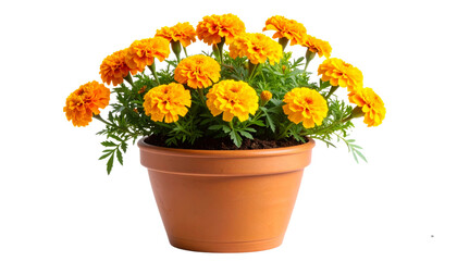 Angled Side View of French Marigold Blossoms in Rustic Clay Pot, Isolated PNG