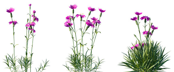 Set of Dianthus gratianopolitanus (commonly known as the Cheddar pink or clove pink) flowering...