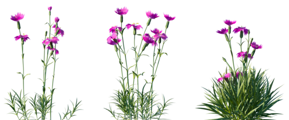 Set of Dianthus gratianopolitanus (commonly known as the Cheddar pink or clove pink) flowering frontal isolated png on a transparent background perfectly cutout