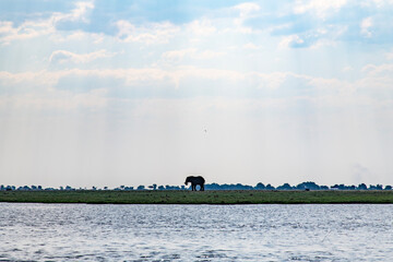 cloudscape with an elephant on the grassland at the riverside in Chobe National Park