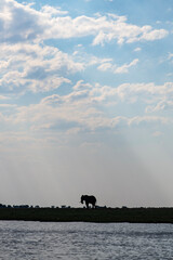 cloudscape with an elephant on the grassland at the riverside in Chobe National Park