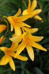 Obraz premium Yellow lilies blooming in summer garden