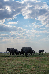 African elephants on the grassland at the riverside in Chobe National Park