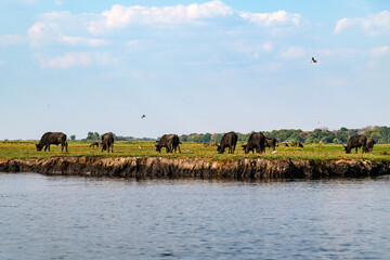 African buffalo grazing on the grassland at the riverside in Chobe National Park