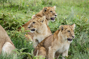 lion and lioness