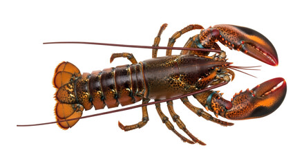 Isolated Lobster