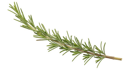 Isolated Rosemary Sprig