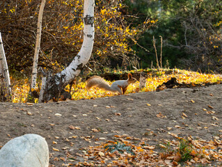 Wild red squirrel on the ground of a beautiful forest with birch trees in autumn.