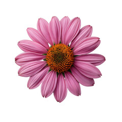 Obraz premium Vibrant pink echinacea flower with orange center isolated on transparent background