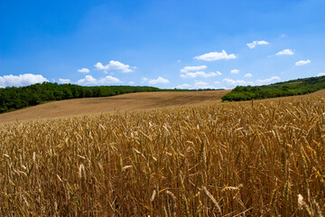 A field of grain ready for harvest on a hillside with a cloudy blue sky.