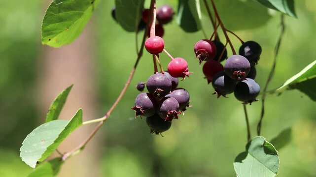 Amelanchier berries among leaves. Branch with amelanchier berries in forest or park. Natural summer background. Tasty and healthy berries, useful for strengthening the walls of blood vessels