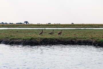 wild duct at the riverside in Chobe National Park