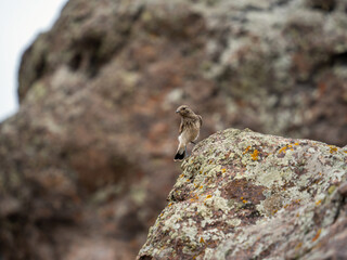 Small wheatear bird standing on a large boulder covered with colorful lichen patches in Western Tian Shan.