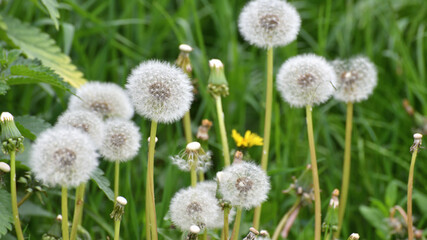 Lots of white dandelions at the nature