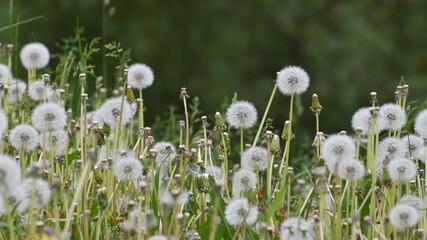 Obraz premium Lots of white dandelions at the nature