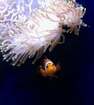 clown fish in aquarium