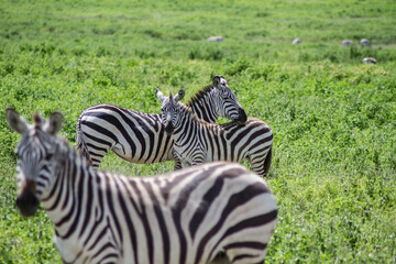 Three zebras standing on the grassland like models © runyuan