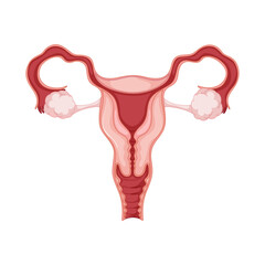 Uterus anatomy illustration: Detailed medical illustration of uterus showcasing anatomical features.