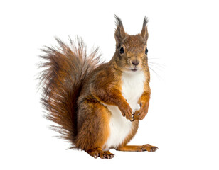 Obraz premium Cute Brown Squirrel with White Belly Sitting on a Plain White Background