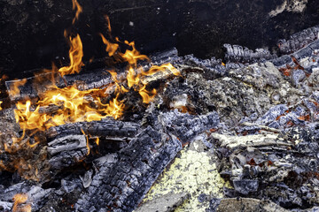 Forest burned with flames