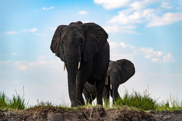 African elephants on the grassland at the riverside in Chobe National Park