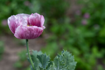 Pink poppy flower with water droplets on petals growing outdoors. Close-up botanical macro shot...