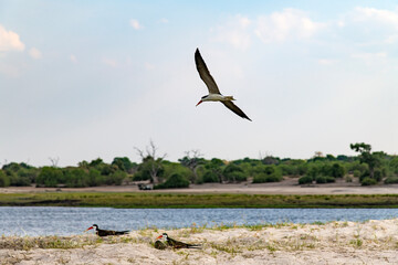water bird on the lakeshore in Chobe National Park