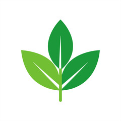 Natural herbal medicine leaf vector on transparent background for web and graphic design
