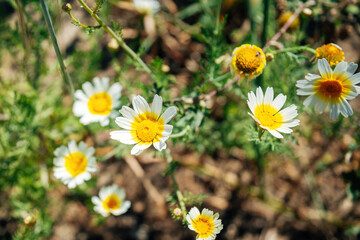 Colorful spring flowers