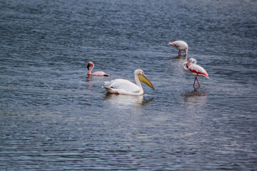 Pelican in the lake