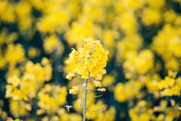 Rapeseed blossom in spring